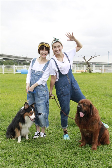 女星砸重金 给宠物狗吃中药养身