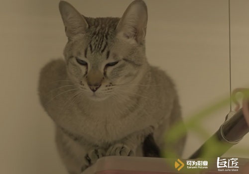 《慎点》发布终极预告片 带你进入都市怪谈新世界