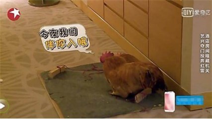 《极限挑战》中两只鸡送张艺兴上热搜