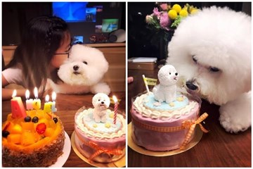 贾静雯大女儿梧桐妹过生日 狗狗蛋糕太吸睛