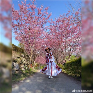 Selina梳马尾辫樱花树下自拍   首次露营直呼身心都舒服