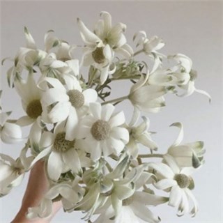 (丝绒花)