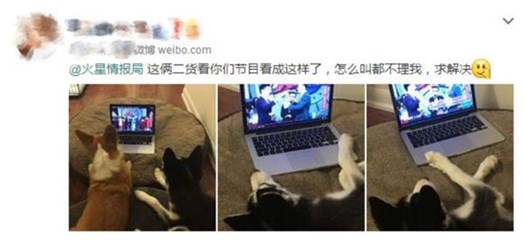 「“火星”不止风靡地球人,更风靡宠物圈」