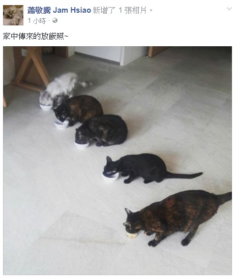 (康)萧敬腾爱猫排排站好 吃饭萌样惹人爱