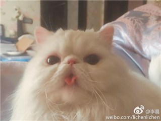 李晨深夜晒范冰冰的萌猫 精明网友关注猫身后……