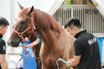 史诗马秀《特洛伊》马匹日常生活