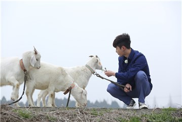 “小绵羊”张艺兴给羊喂食