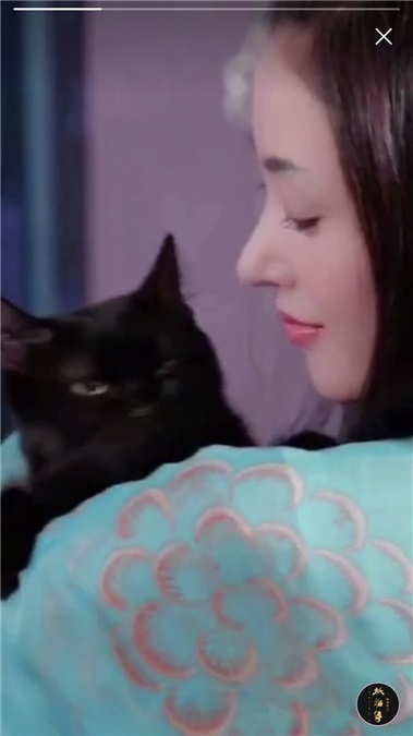 新技能get！张天爱教你如何疯狂「吸猫」