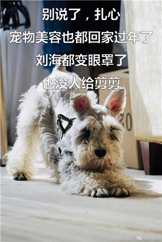 陈若轩自制狗表情包