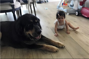 瑞莎晒女儿和獒犬玩乐照  网友惊吓了