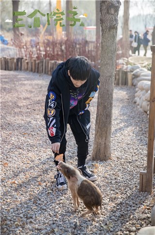 大张伟喂猪