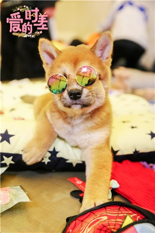何猷君的小柴犬“Super”