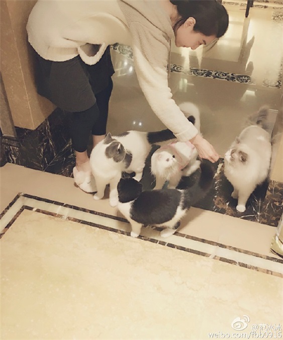舒淇范冰冰赵丽颖孙怡 这些爱宠物如命的女明星们